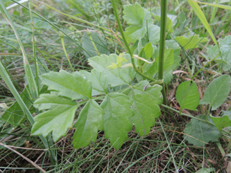 Pimpinella_major_ApiaceaeWorkshop2_300716_ja14.jpg