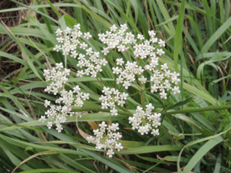 Pimpinella_saxifraga_ApiaceaeWorkshop2_300716_ja01.jpg