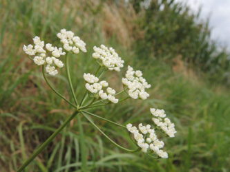 Pimpinella_saxifraga_ApiaceaeWorkshop2_300716_ja02.jpg