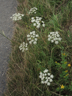 Pimpinella_saxifraga_ApiaceaeWorkshop2_300716_ja03.jpg