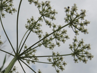 Pimpinella_saxifraga_ApiaceaeWorkshop2_300716_ja05.jpg