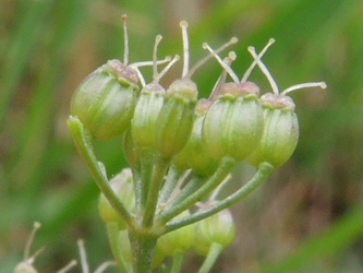 Pimpinella_saxifraga_ApiaceaeWorkshop2_300716_ja09.jpg