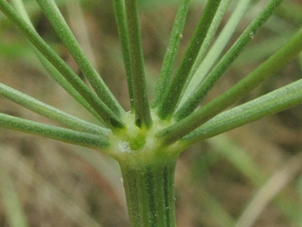 Pimpinella_saxifraga_ApiaceaeWorkshop2_300716_ja10.jpg