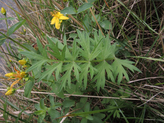 Pimpinella_saxifraga_ApiaceaeWorkshop2_300716_ja12.jpg