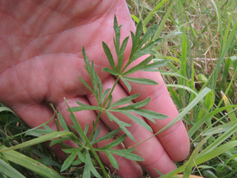 Pimpinella_saxifraga_ApiaceaeWorkshop2_300716_ja13.jpg