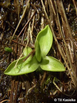 Pinguicula_vulgaris_SWD2009_TK184.jpg