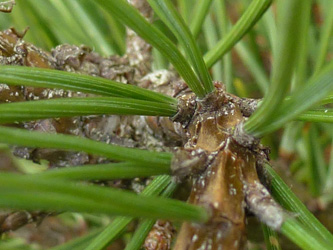 Pinus_mugo_BOWeitmarFranziskusfriedhof_060316_ho01.jpg