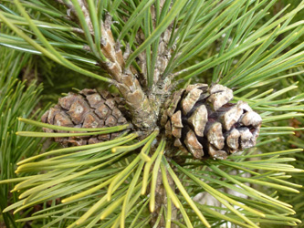 Pinus_mugo_BOWeitmarFranziskusfriedhof_060316_ho11.jpg