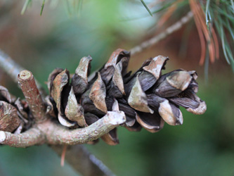 Pinus_parviflora_BOWeitmarFranziskusfriedhof_060316_CB10.jpg