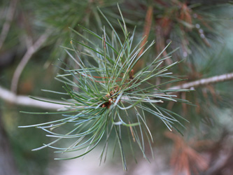 Pinus_parviflora_BOWeitmarFranziskusfriedhof_060316_CB11.jpg