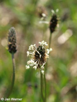 Plantago_lanceolata_HERCrange050513_JWerner01.jpg