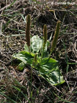 Plantago_winteri_Elbe2008_4_CB10.jpg