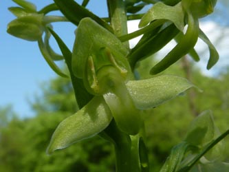 Platanthera_chlorantha_Beckumer_Berge240510_ho03.jpg