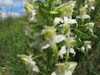 Platanthera_chlorantha_DahlbergWestheim0206_ML01.jpg