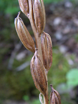 Platanthera_chlorantha_Dreimuehlener_Wasserfall_100612_TK50.jpg