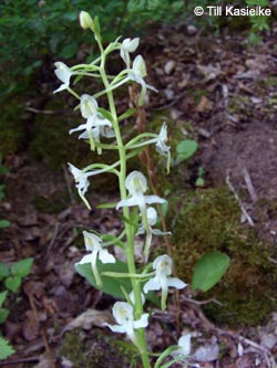 Platanthera_chlorantha_Dreimuehlener_Wasserfall_100612_TK52.jpg