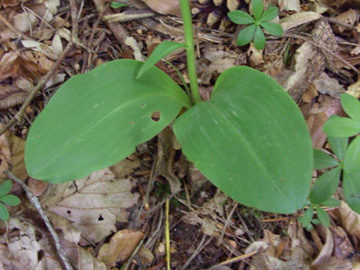 Platanthera_chlorantha_Dreimuehlener_Wasserfall_100612_TK77.jpg