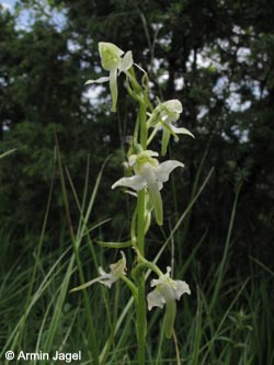 Platanthera_chlorantha_Eifel2012_Hoenselberg100612_ja02.jpg