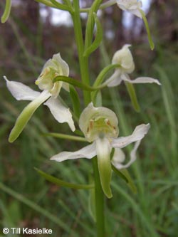 Platanthera_chlorantha_Hoenselberg_100612_TK40.jpg