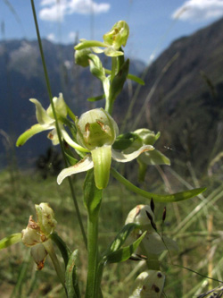 Platanthera_chlorantha_Isere_2015_ML01.jpg