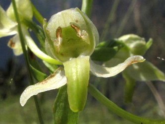 Platanthera_chlorantha_Isere_2015_ML01_2.jpg