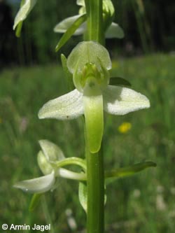 Platanthera_chlorantha_Kyffhaeuser_Wipperdurchbruch030610_ja02.jpg