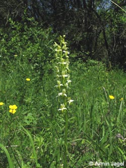 Platanthera_chlorantha_Kyffhaeuser_Wipperdurchbruch030610_ja08.jpg