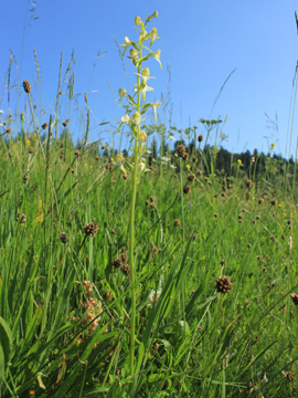 Platanthera_chlorantha_Schwarzwald2017_StollenbacherHof_150617_VU02.jpg