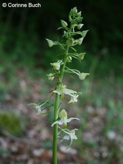 Platanthera_chlorantha_WeldaerBerg190507_17_CB.jpg