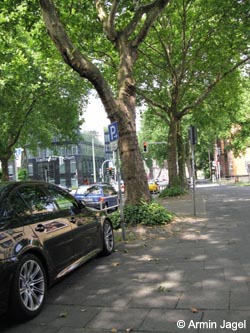 Platanus_hispanica_BOInnenstadt170710_ja01.jpg