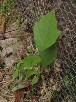 Platanus_hispanica_BOInnenstadt170710_ja04.jpg