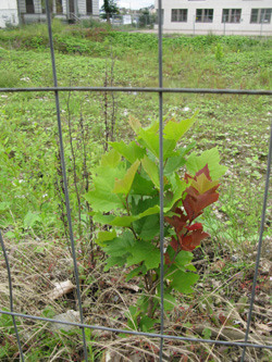 Platanus_hybrida_DOPhoenixsee210712_ja03.jpg