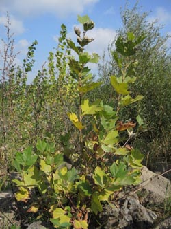 Platanus_hybrida_DURheinhausen_130914_ja02.jpg