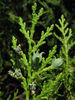 Platycladus_orientalis_220510_ja03.jpg