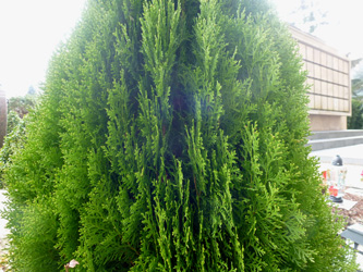 Platycladus_orientalis_BOWeitmarFranziskusfriedhof_060316_ho01.jpg