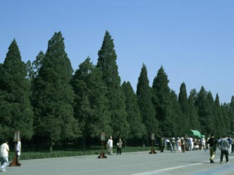 Platycladus_orientalis_Peking_China2000_043.jpg