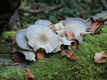 Pleurotus_ostreatus_BO_BergerTal_141018_CB01.jpg