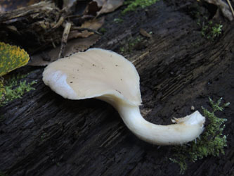 Pleurotus_pulmonarius_BOMailand_111015_ja01.jpg