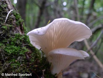 Pleurotus_pulmonarius_BoevinghauserBachtal_Sporbert47.jpg