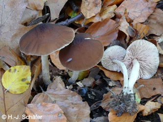 Pluteus_phlebophorus_BOKalwes251009_HJSchaefer04.jpg