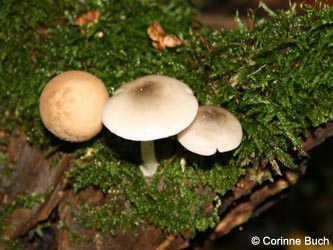 Pluteus_salicinus_BoevinghauserBachtal141012_CB04.jpg