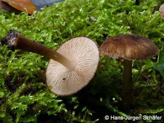 Pluteus_umbrosus_Schwarzschneidiger_Dachpilz_BoevinghauserBachtal141012_HJSchaefer.jpg