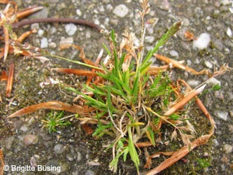 Poa_annua_WAT160515_BBuesing01.jpg