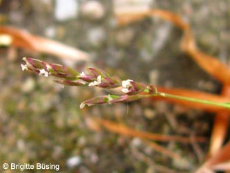 Poa_annua_WAT160515_BBuesing02.jpg