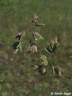 Poa_badensis_BottendorferHuegel_Kyffhaeuser030610_ja01.jpg