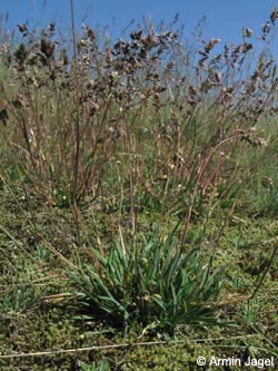 Poa_badensis_BottendorferHuegel_Kyffhaeuser030610_ja04.jpg