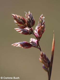 Poa_badensis_BottendorferHuegel_Kyffhaeuser040610_CB01.jpg