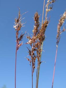 Poa_bulbosa_BottendorferHuegel_Kyffhaeuser030610_ja01.jpg