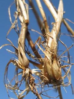 Poa_bulbosa_BottendorferHuegel_Kyffhaeuser030610_ja02.jpg