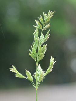 Poa_humilis_WAT160515_CB01.jpg